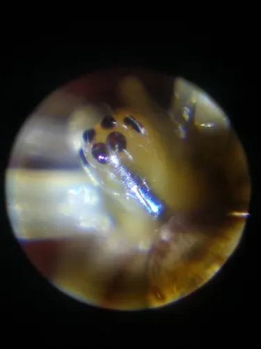 Anelosimus analyticus - photo 2