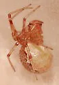 Anelosimus studiosus