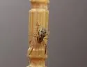 Anelosimus studiosus - photo 2