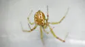 Anelosimus studiosus - photo 4