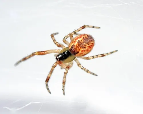 Anelosimus vittatus