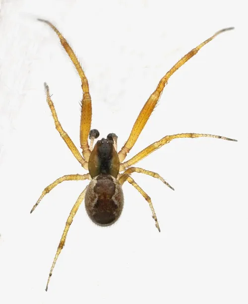 Anelosimus vittatus - photo 2