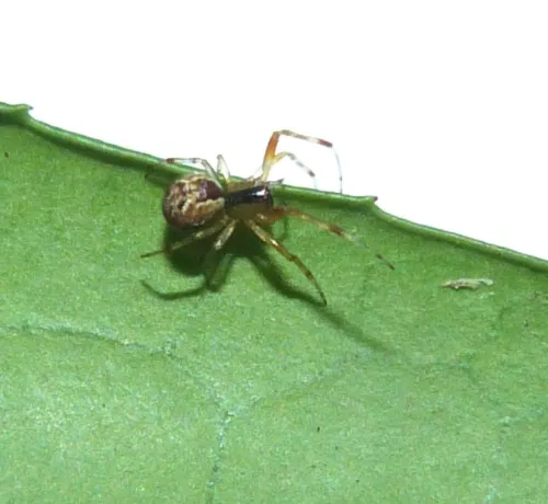 Anelosimus vittatus - photo 3