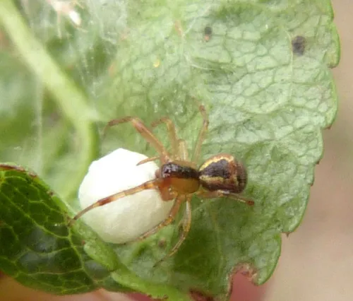 Anelosimus vittatus - photo 4