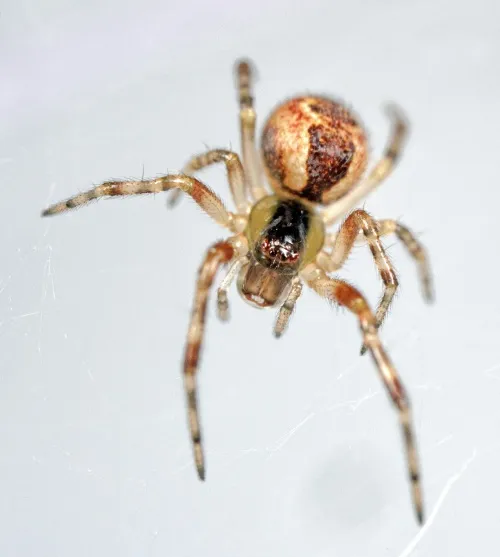 Anelosimus vittatus - photo 5