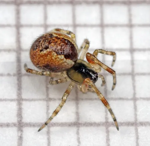 Anelosimus vittatus - photo 6