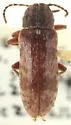 Anelpistus americanus