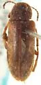 Anelpistus canadensis
