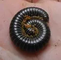 Anelus richardsoni