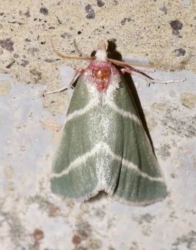 Anemosella nevalis - Hodges#5546