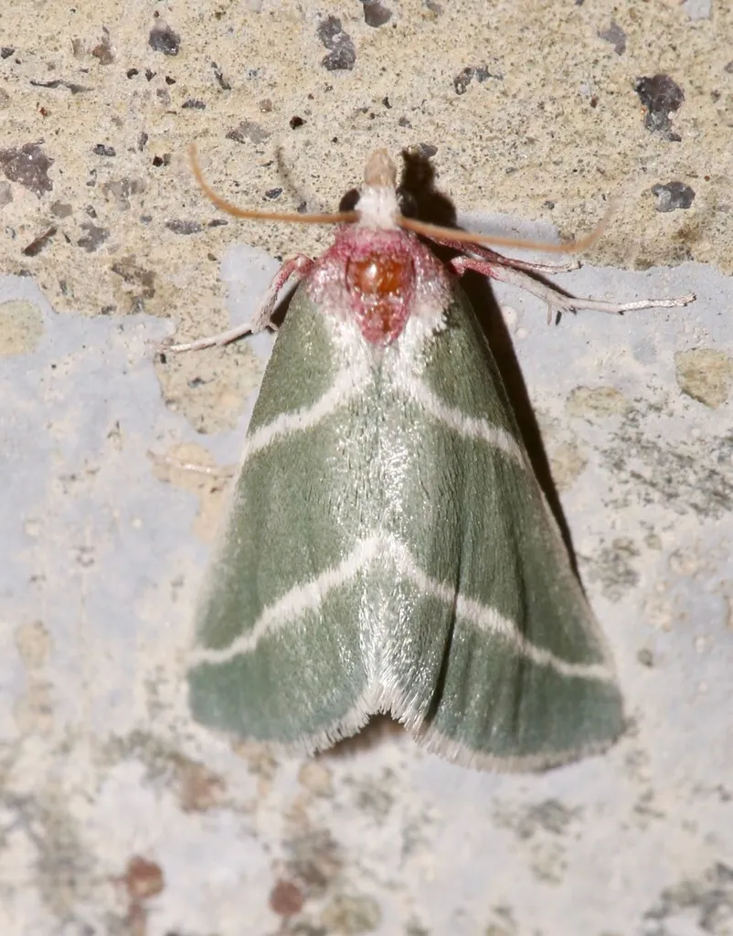 Anemosella nevalis - Hodges#5546 - photo 2