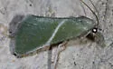 Anemosella obliquata - Hodges#5547