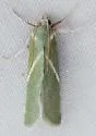 Anemosella obliquata - Hodges#5547 - photo 3