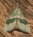 Anemosella viridalis - Hodges#5549