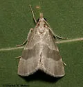 Anemosella viridalis - Hodges#5549 - photo 2