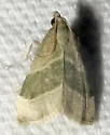 Anemosella viridalis - Hodges#5549 - photo 4