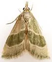 Anemosella viridalis - Hodges#5549 - photo 5