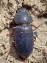 Anepsius delicatulus - photo 4