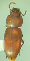 Anepsius delicatulus - photo 5