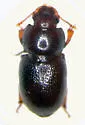 Anepsius montanus
