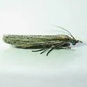 Anerastia lotella - Hodges#6038