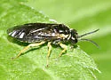 Aneugmenus flavipes