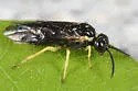 Aneugmenus flavipes - photo 2