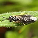 Aneugmenus flavipes - photo 3