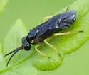 Aneugmenus flavipes - photo 4