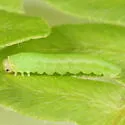 Aneugmenus flavipes - photo 5