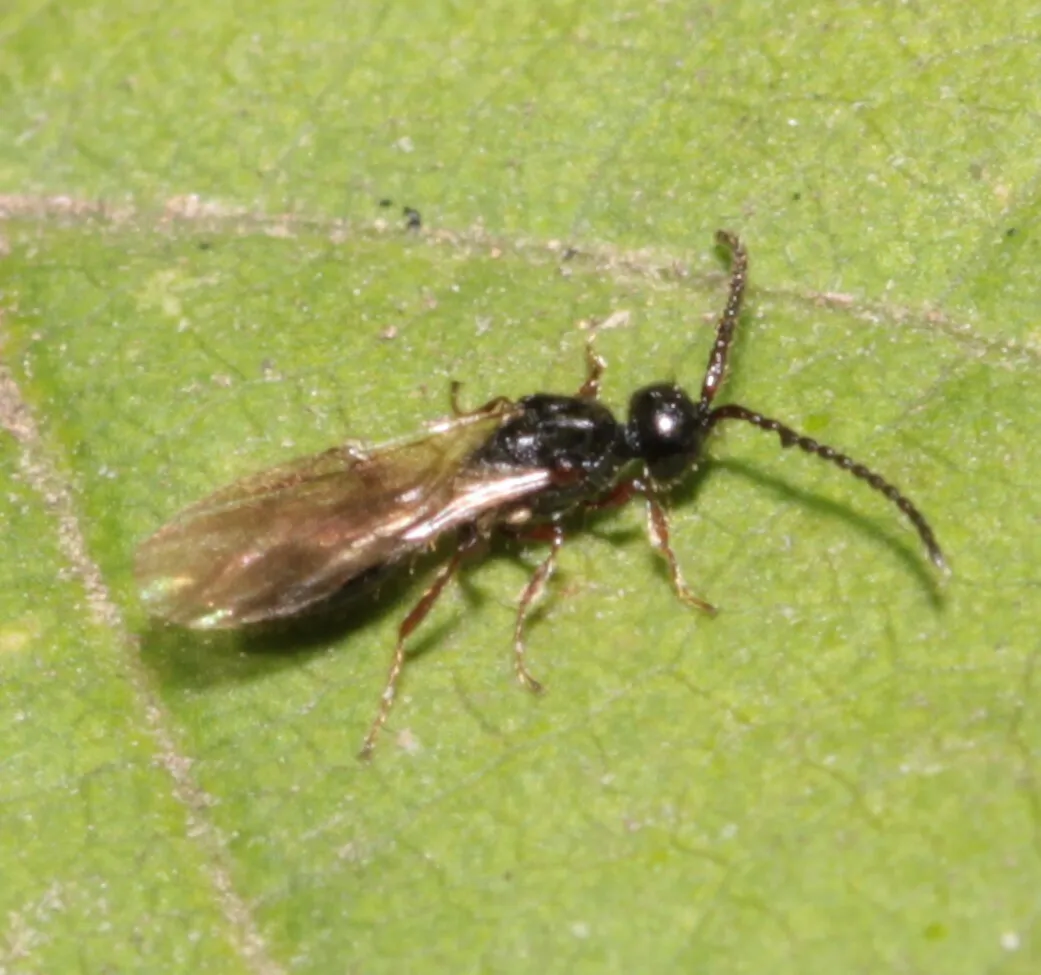 Aneurhynchus nodicornis - photo 3