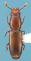 Aneurops convergens