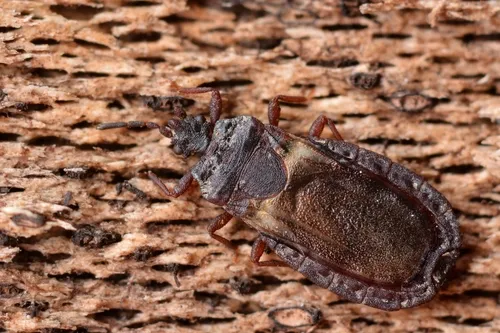 Aneurus avenius