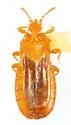 Aneurus borealis