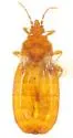 Aneurus borealis - photo 2