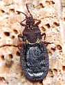 Aneurus fiskei