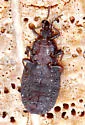 Aneurus fiskei - photo 2
