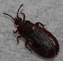 Aneurus fiskei - photo 3