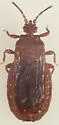 Aneurus fiskei - photo 5