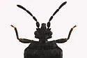 Aneurus inconstans