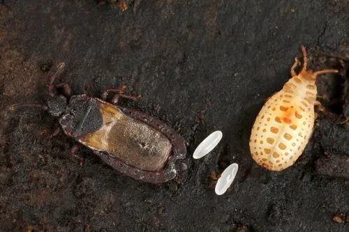 Common Barkbug