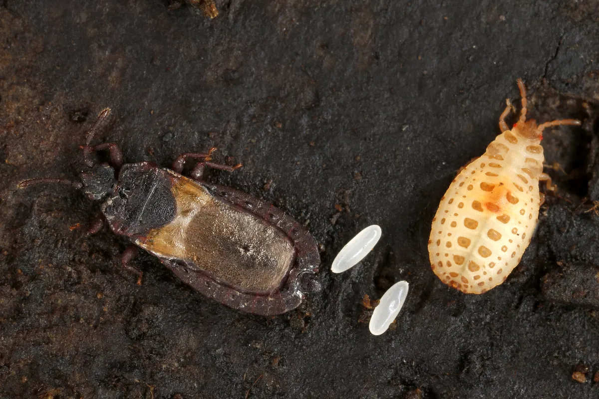 Common Barkbug - photo 3