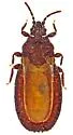 Aneurus minutus