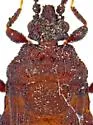Aneurus minutus - photo 3