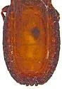 Aneurus minutus - photo 4