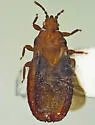 Aneurus pygmaeus