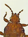 Aneurus pygmaeus - photo 2