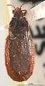 Aneurus simplex - photo 2