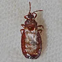 Aneurus simplex - photo 3