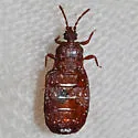 Aneurus simplex - photo 4